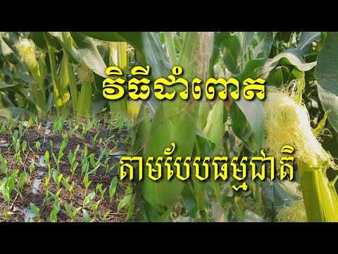 វិធីដាំពោតតាមបែបធម្មជាតិ ភាគ1