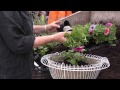 How to plant up a hanging basket