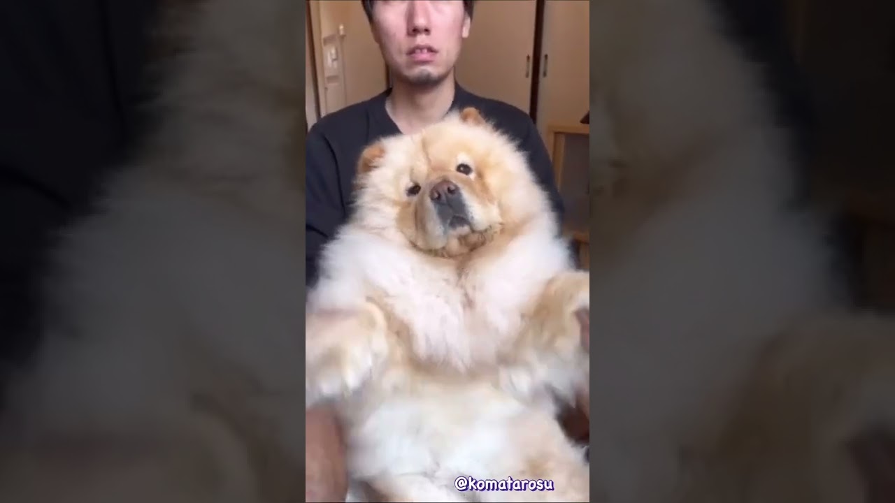 チャウチャウ犬 こまめ ペットグルーミングセットを体験してみた チャウチャウ犬 こまめ ペットグルーミングセットを体験してみた