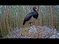 Black Stork (Must-toonekurg) 2019