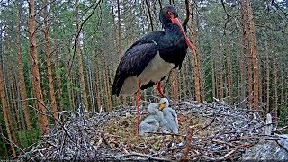 Black Stork (Must-toonekurg) 2019 by Aare 34,838 views 4 years ago 6 minutes, 33 seconds