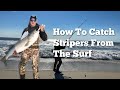 How to catch stripers from the surf long beach island nj