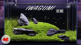 Iwagumi aquascaping 60l