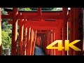 Nezujinja shrine  tokyo    4k ultra
