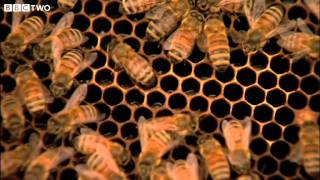 Welcome To The Code - The Code - Bbc