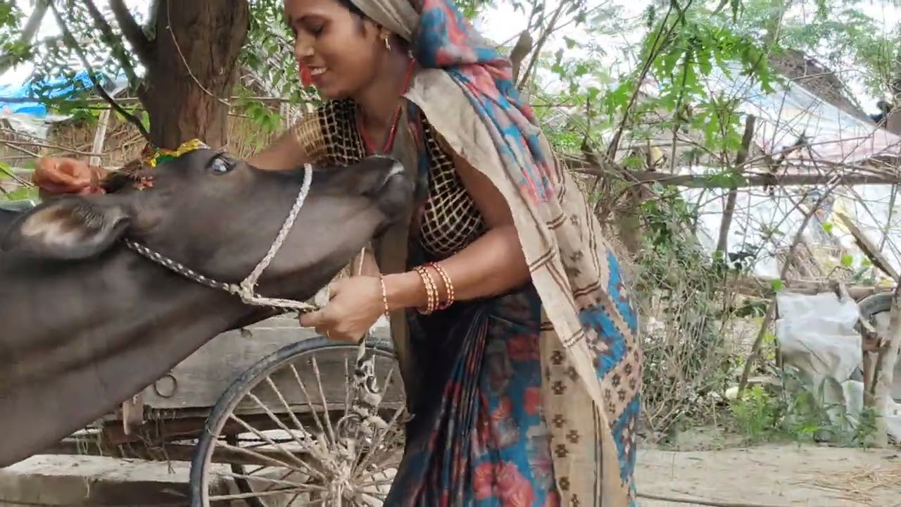 गाय पूजन कितने लोगों के यहां गाय माता का पूजा होता है ♥️