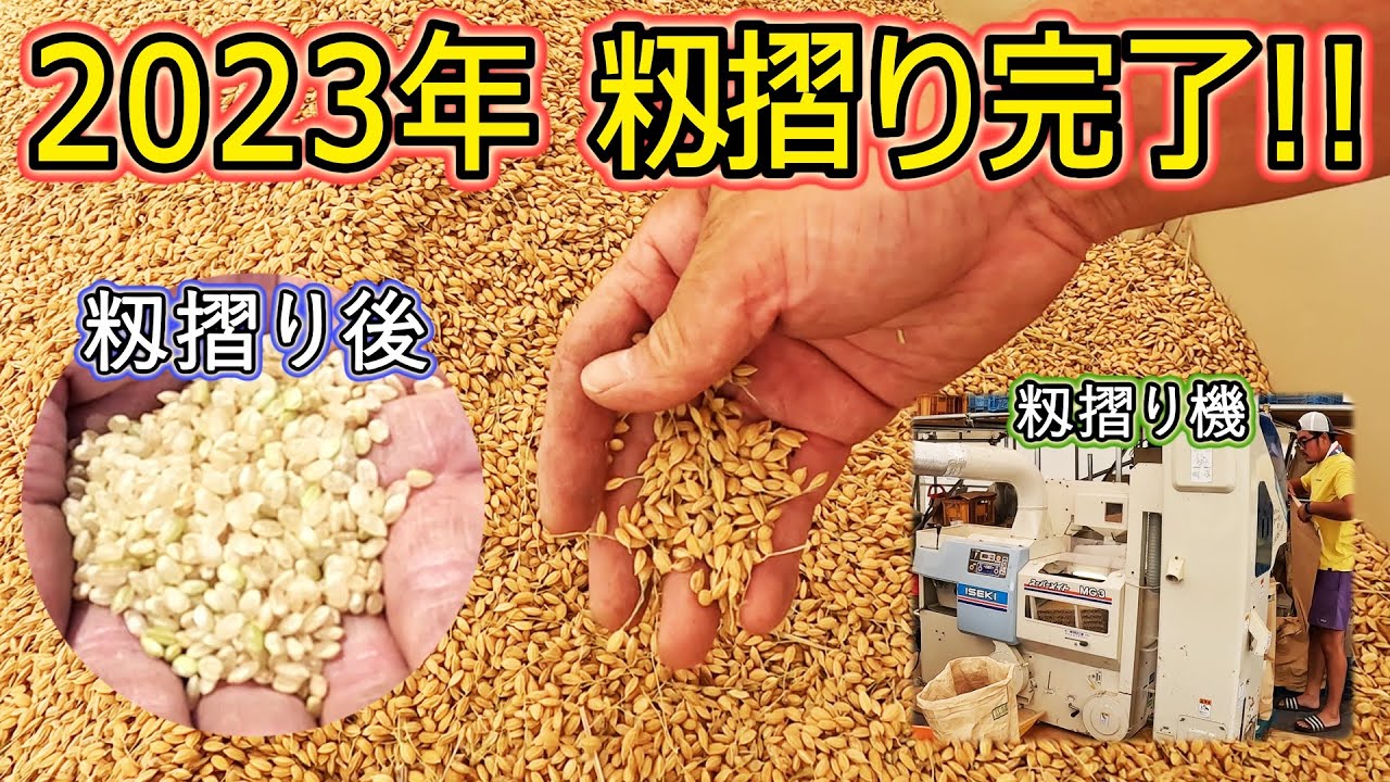 種子籾お譲りします 令和7年岐阜県産「みのにしき」 種籾 - のうけん☆ONLINE SHOP☆