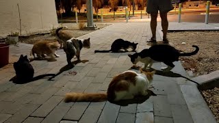 Feeding Stray cats by Rodel Dupalco 515 views 2 years ago 12 minutes, 34 seconds