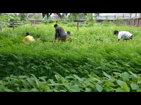 कैलालीमा वृक्षारोपणका लागि वर्षेनी करोड बढी खर्च, प्रतिफल शून्य जस्तै