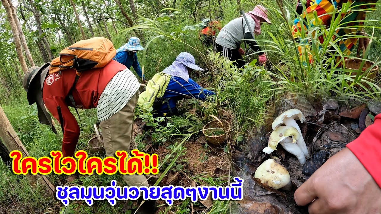 ใครไวใครได้!! ชุลมุนวุ่นวายสุดๆงานนี้ หาเห็ดปลวก เห็ดไค