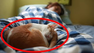 Why Does Your Cat Sleep With You?  What Your Cat's Sleep Spot Reveals About Your Connection