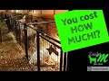 Our Experience with Buying Boer Goats | Prices Ranges and What to Expect