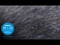 IMAX In Focus: On the Backs of Salmon Documentary (full)