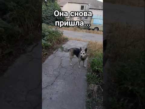 Собачья любовь сквозь забор 🐾💘 #собаки #собачьялюбовь #милыемоменты #животные #встреча #doglove