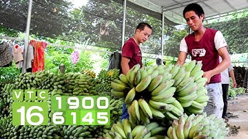 Lãi hơn 10 tỷ nhờ trồng chuối tây xuất khẩu | VTC16