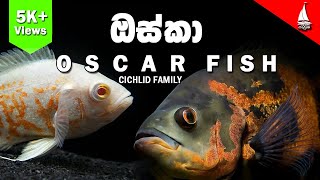 yaathrika - Oscar Fish ( Cichlid Family )