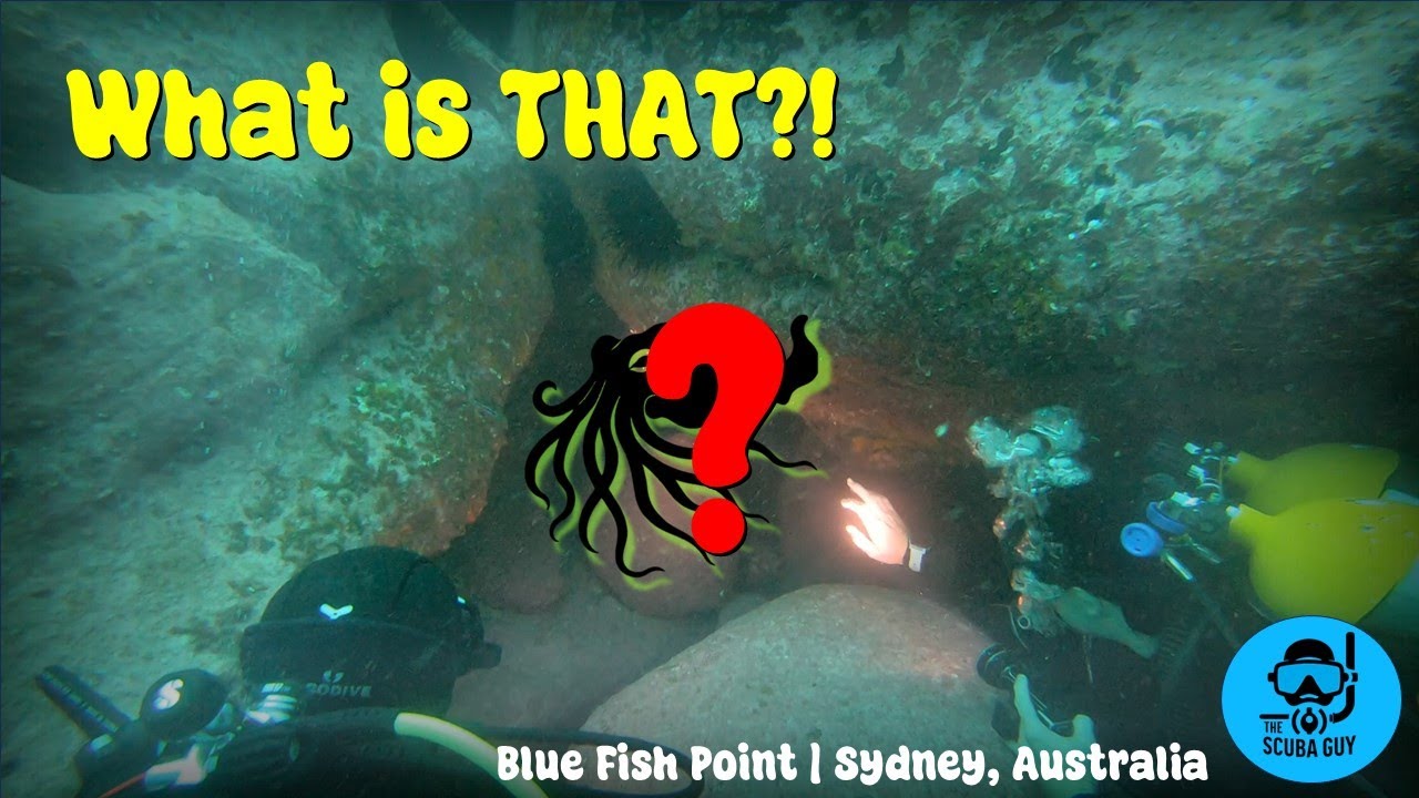 Australia’s Weirdest Sea Creatures! | Blue Fish Point, Sydney, Australia