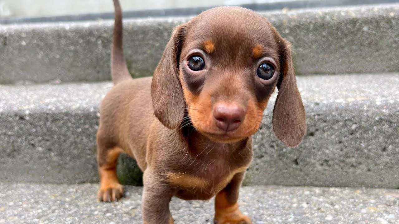 Mini Dachshund Chouchou 1 year old. - YouTube