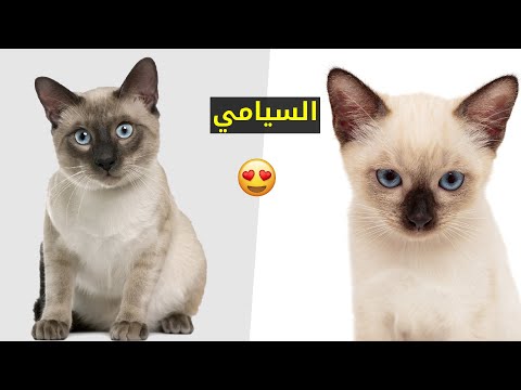 فيديو: كيف تميز قطة شرقية من سيامي