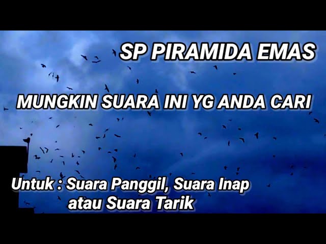 SP PIRAMIDA EMAS. suara walet birahi original bersih, u/ suara panggil, inap, atau suara tarik class=