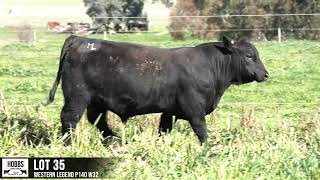 LOT 35 WESTERN LEGEND P140 W32