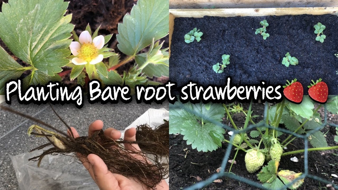 PLANTING BARE ROOT STRAWBERRIES YouTube
