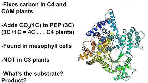 Video 9.5 - C3, C4 and CAM Photosynthesis