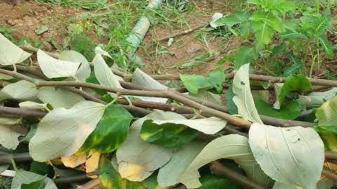 Nắng 39 Độ Mà Tăng Cường Ghép Cây Táo Đài Loan, Các Loại Táo Giống Cho Vụ 2022 l Nui Doi Luc Ngan 98