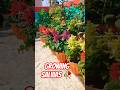 Best Winter Plant❤️‍🔥SALVIA🥀On Top 🤩❤️🥀 #winterplants  #plants #salvia #gardening