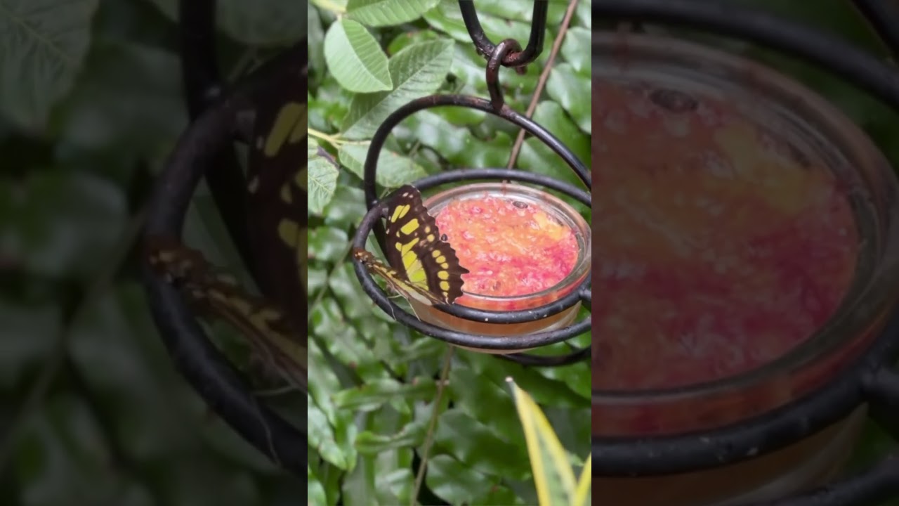 The process of getting new butterflies at Butterfly Wonderland