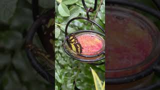 The process of getting new butterflies at Butterfly Wonderland