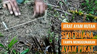 Pemasangan Jerat Ayam Hutan Secara Tradisional