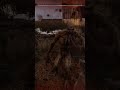 🪖 S.T.A.L.K.E.R. 2 - GAMBIT vs BLOODSUCKERS #gaming #gameplay #rpg #games #gunplay