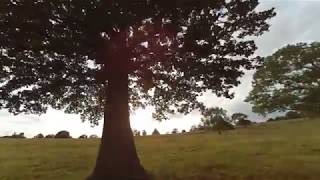 Emax Hawk 5 soaring over big trees FPV freestyle