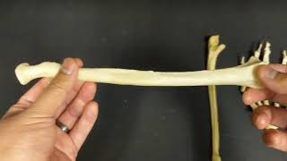 Appendicular Skeleton- Forearm and Hand