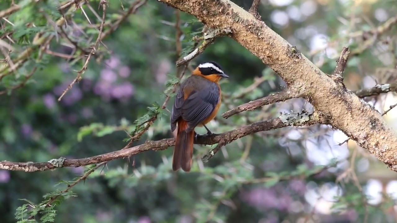 エルザミア ロッジで見た鳥 １ Que Sais Je ク セ ジュ われ何を知る