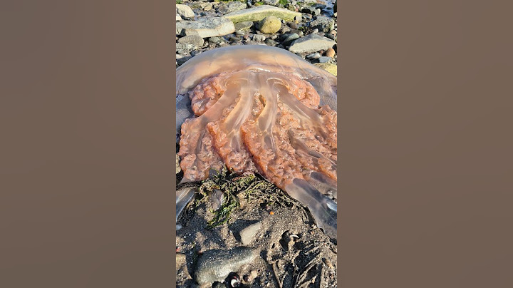 Craig Tara i ogromna medusa morska