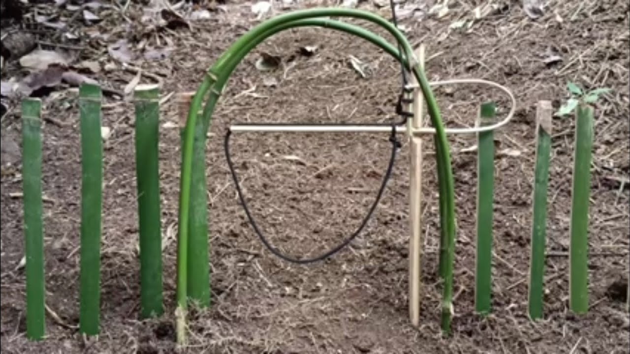 Place Pheasant traps in a simple and effective way. - YouTube