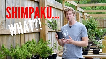 What the HECK is a Shimpaku Juniper? | Bonsai-U