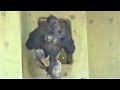    drumming best shabani gorilla