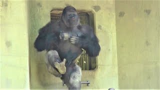 シャバーニ 完全ドラミング集  drumming Best Shabani Gorilla