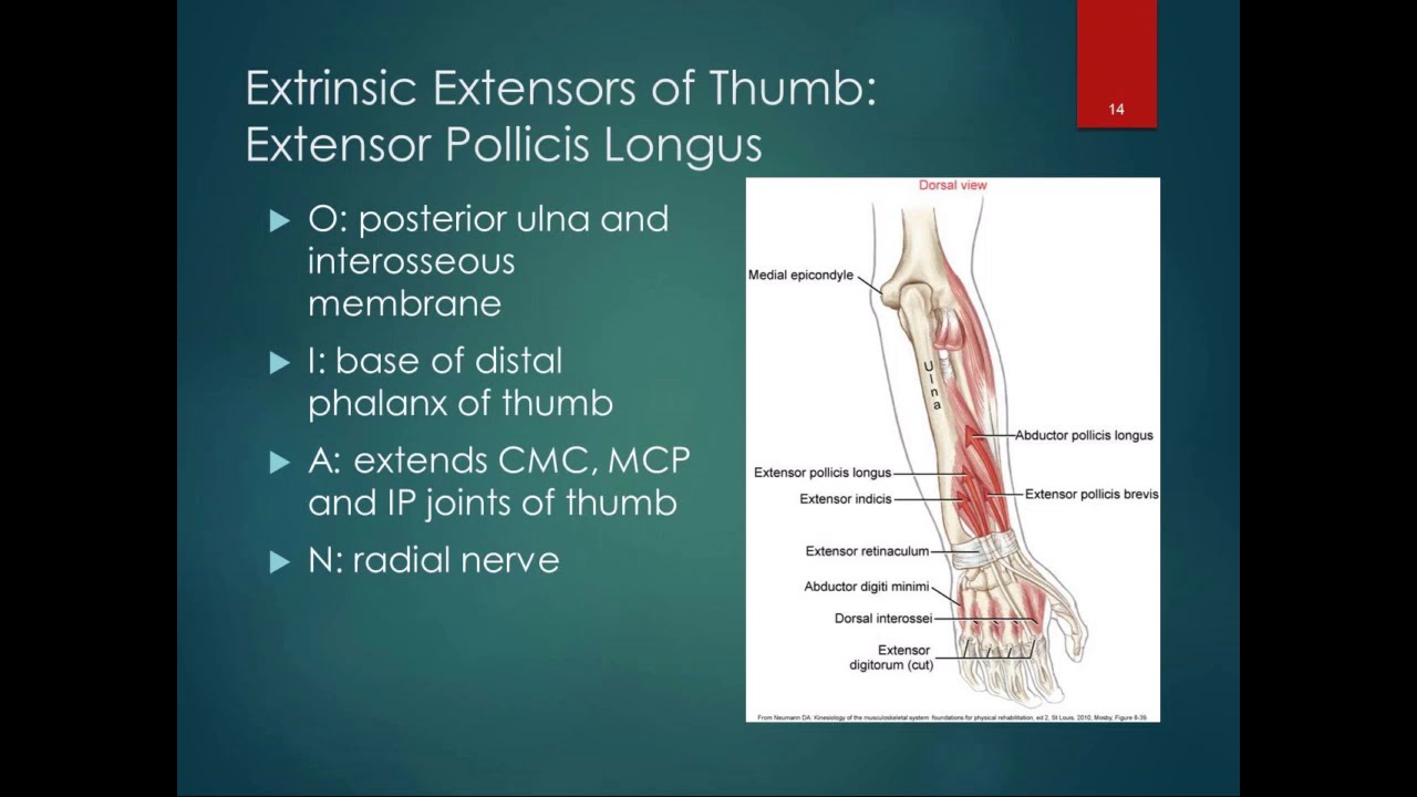 Chapter 7 Lecture Part 3 Hand Muscles and Function - YouTube