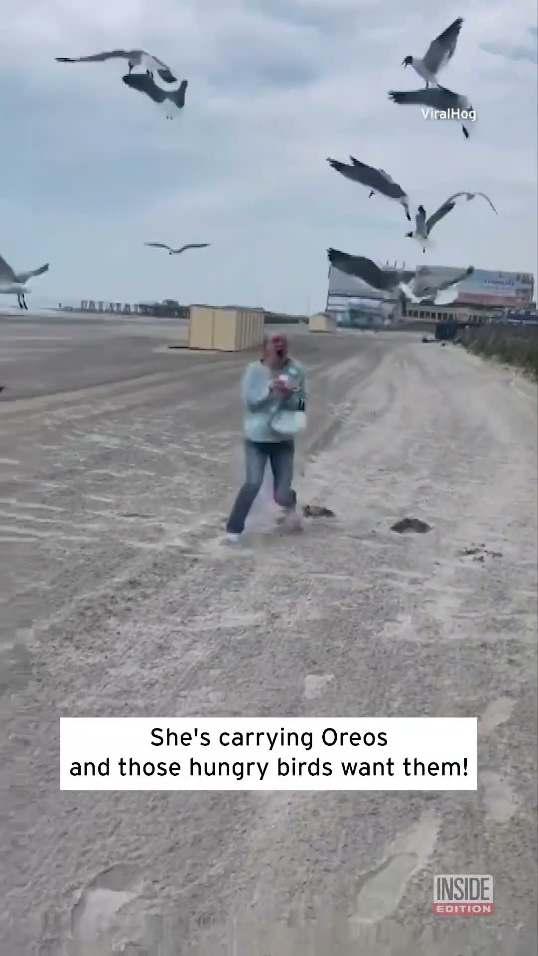 SEAGULLS WANT COOKIES #shorts
