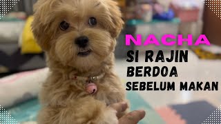 Nacha ngapain aja sih kalo di rumah? #nacha #maltipoo #dogs #trending #viral #smartdogs