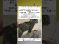 🐱 猫への復讐 #正義 #動物虐待