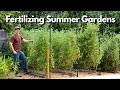 Fertilizing Summer Vegetable Gardens Organically