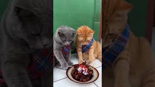 sate batu batre yang di bawa sama si domba buat si oyen #funnycat #lucu  #shorts