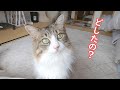 世界一の癒し猫がこちらです【保護猫/犬】