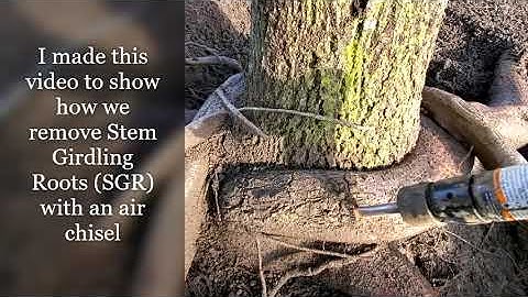 Stem girdling root removal with air chisel/hammer
