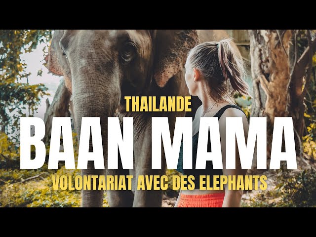 Ce que vous devez savoir sur les éléphants